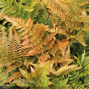 Fern, Autumn Brilliance #1